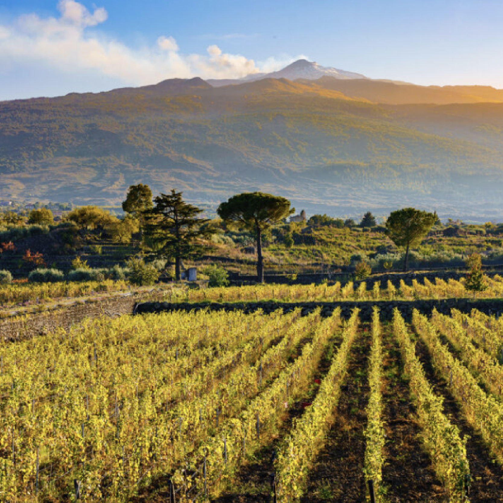 Mini guida ai vitigni autoctoni siciliani e alle varie zone della Sicilia del vino