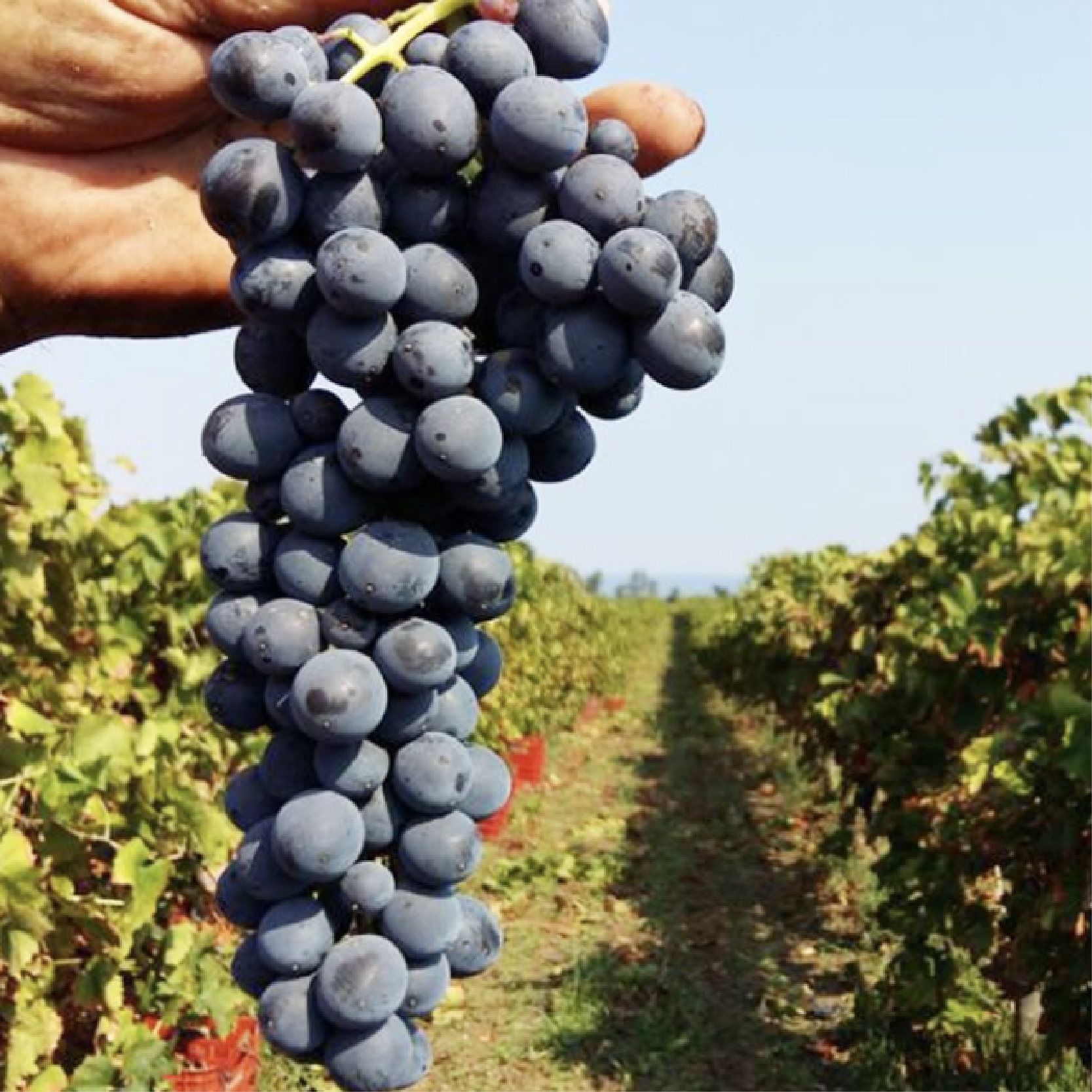 Vini del vulcano: l'Etna, le sue vigne e le migliori bottiglie